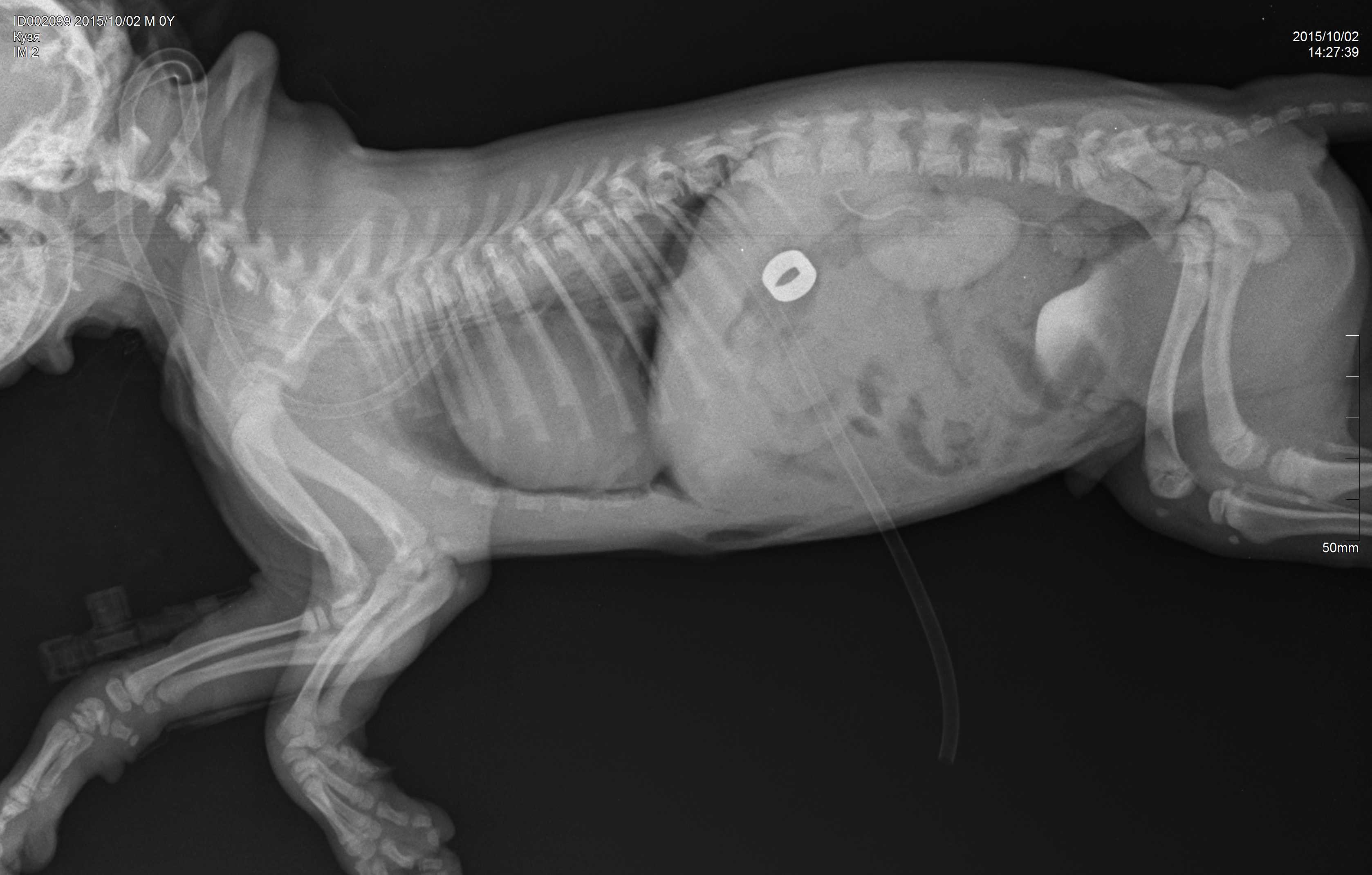 Рентген собаке. Пиометра на рентгене у собак. Гидроторакс у собаки рентген. Печёночный шунт у собак.